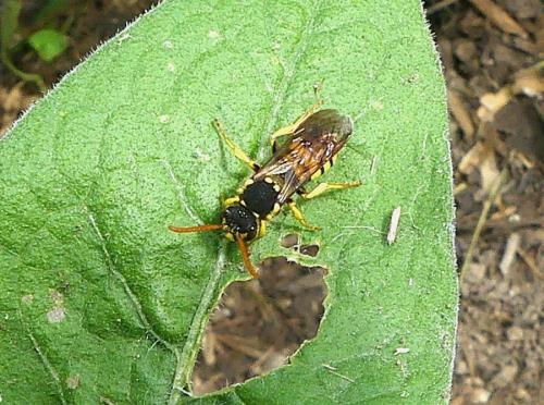 Nomada sp.